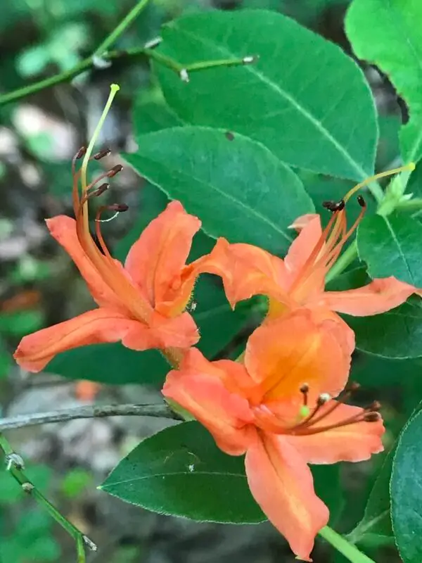 Rhododendron cumberlandense<span> - </span>Cumberland Azalea  (B&B.H.HMR.M.NB.OP.RR.SHWY)