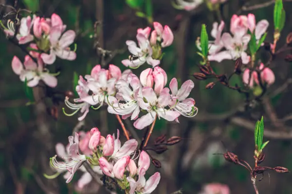 Rhododendron periclymenoides<span> - </span>Pinxterbloom Azalea  (B&B.DRGHT.FRG.H.HMR.M.NB.OP.SHWY)