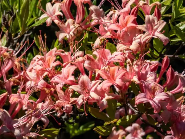 Rhododendron prunifolium<span> - </span>Plumleaf Azalea  (B&B.DRGHT.EVR.FRG.H.HMR.M.NB.OP.SHWY)