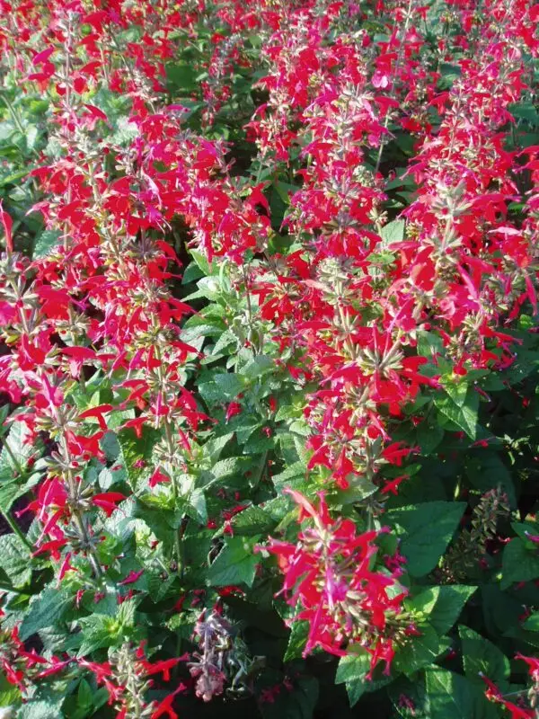 Salvia coccinea<span> - Scarlet Sage </span>(BTF.DR.DRGHT.H.NB.OP)