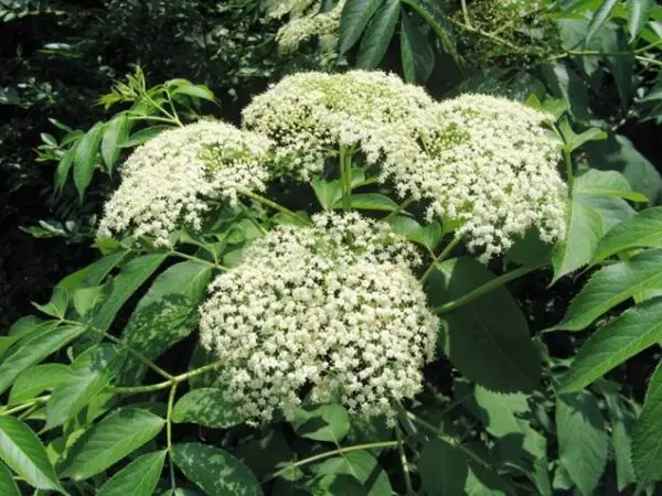 Sambucus nigra ssp.canadensis<span> - Elderberry </span>(B&B..DR.DRGHT.FRT.H.NB.OP)