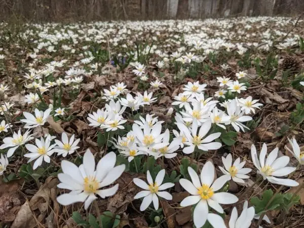 Sanguinaria canadensis<span> - Downy Skullcap </span>(B.DR.H.NB.OP)