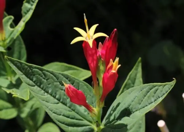 Spigelia marilandica<span> - Indian Pink </span>(B&B.DR.DRGHT.H.HMR.NB.OP)