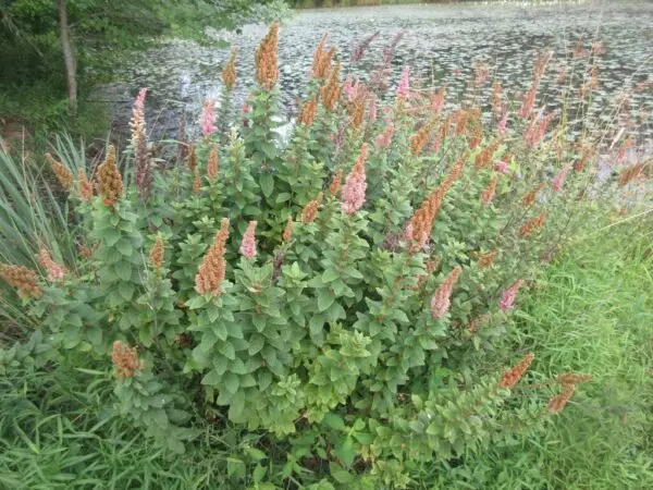 Spirea tomentosa<span> - Steeplebush</span>(BTF.DR.H.NB.OP)