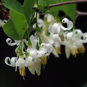 Styrax americanus<span> - </span>American Snowbell (B&B.FRG.H.MTH.NB.OP.SHWY)
