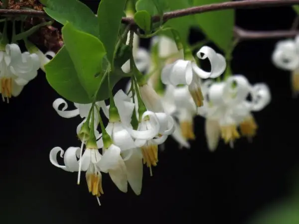 Styrax americanus<span> - </span>American Snowbell (B&B.FRG.H.MTH.NB.OP.SHWY)