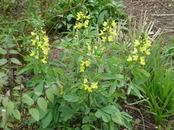 Thermopsis villosa<span> - Carolina Lupine</span>(B&B.DR.H.M.MTH.NB.OP)