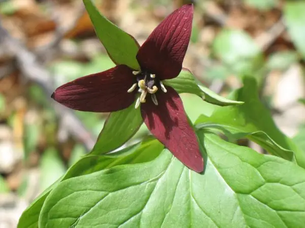 Trillium erectum<span> - Red Trillium</span>(H.M.MTH.NB.OP)