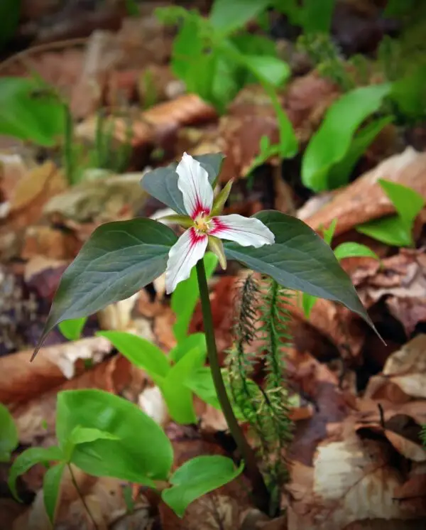 Trillium undulatum<span> - Painted Trillium</span>(H.M.NB.OP.)