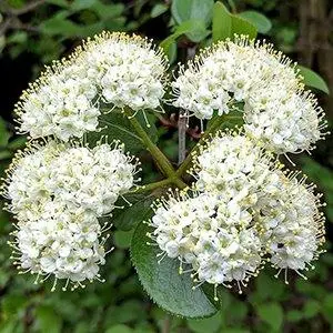 Viburnum prunifolium<span> - </span>Blackhaw Viburnum (B&B.BW.DR.FC.H.M.MTH.OP)