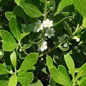 Ilex glabra<span> - Inkberry (B&B.DRGHT.H.M.NB.OP.SHWY)