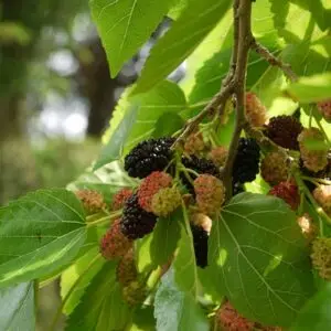 Morus rubra<span> - </span>Red Mulberry (BTF.H.M.MTH.NB.OP)