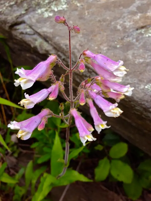 Penstemon hirsutus<span> - Hairy Beardtongue </span>(B&B.DR.DRGHT.H.HMR.NB.OP.RR)