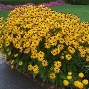 Rudbeckia hirta<span> - Black-eyed Susan </span>(B&B.DR.DRGHT.H.NB.OP)