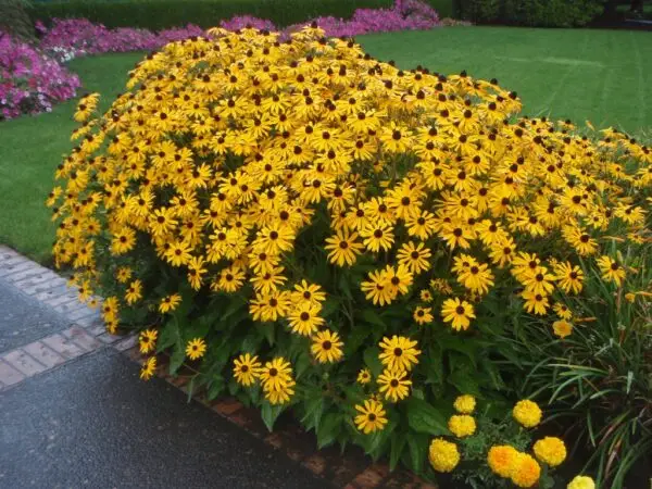 Rudbeckia hirta<span> - Black-eyed Susan </span>(B&B.DR.DRGHT.H.NB.OP)