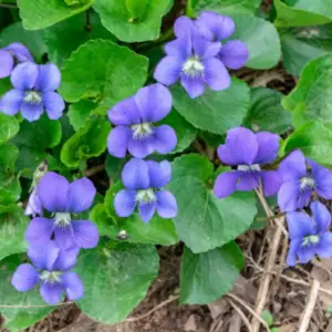 Viola sororia<span> - Common Blue Violet </span>(B&B.DR.DRGHT.GRD.H.NB.OP.RR)