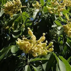 Aesculus flava<span> - </span>Yellow Buckeye (B&B.DR.H.HMR.M.NB.OP)