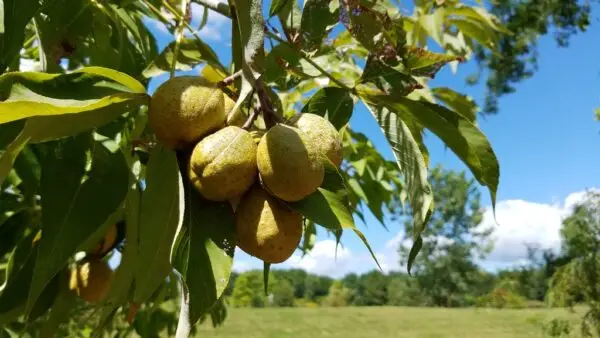 Aesculus glabra<span> - </span>Ohio Buckeye (B&B.DR.H.HMR.M.NB.OP) - Image 2