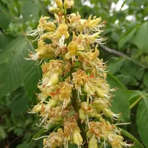 Aesculus glabra<span> - </span>Ohio Buckeye (B&B.DR.H.HMR.M.NB.OP)