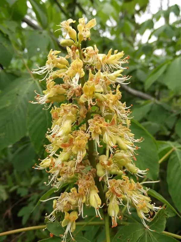 Aesculus glabra<span> - </span>Ohio Buckeye (B&B.DR.H.HMR.M.NB.OP)