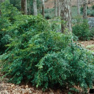 Agarista populifolia<span> - </span>Coast Leucothoe  (B&B.CVR.DR.EVR.FC.FRG.H.NB.OP.SHWY)