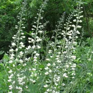 Baptisia alba<span> - White False Indigo </span>(B&B.DR.DRG.H.NB.OP.RR)
