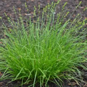 Carex rosea<span> - Rosy Sedge </span>(B.DR.DRGHT.EC.GRD.H)