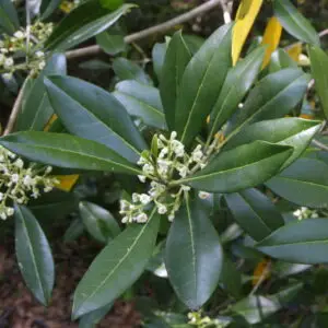Cartrema americana Peach County Ecotype<span> - </span>American Olive (B&B.DR.EVR.H.NB.OP)