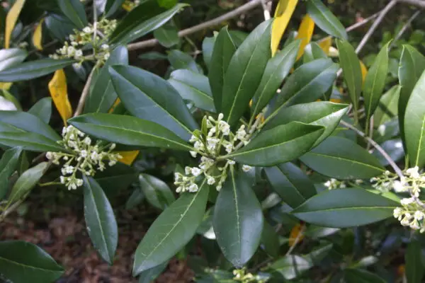 Cartrema americana Peach County Ecotype<span> - </span>American Olive (B&B.DR.EVR.H.NB.OP)