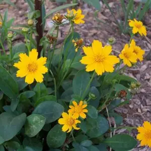 Coreopsis auriculata<span> - Lobed Tickseed </span>(B&B.DR.DRGHT.EVR.GRDCVR.H.MTH.NB.OP)