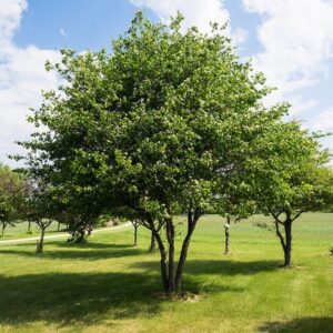 Crataegus phaenopyrum<span> - </span>Washington Hawthorne (B&B.CVR.DR.DRGHT.FC.FRT.H.M.N.NST.OP)
