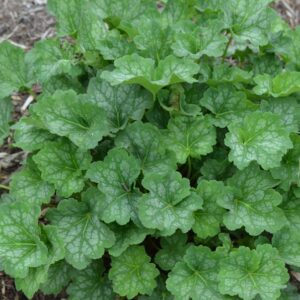 Heuchera americana 'Dale's Strain'<span>-American Alum root ‘Dale's Strain’</span>(B&B.BW.DR.DRG.EVR.GRD.H.NB.OP.RR)