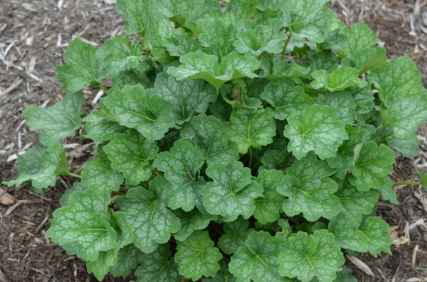 Heuchera americana 'Dale's Strain'<span>-American Alum root ‘Dale's Strain’</span>(B&B.BW.DR.DRG.EVR.GRD.H.NB.OP.RR)