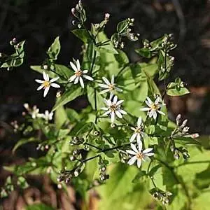 Eurybia divaricata<span> - White Wood Aster </span>(B&B.DR.EC.GRD.H.M.NB.OP)