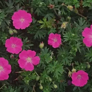Geranium maculatum<span> - Wild Geranium</span>(B&B.DR.H.M.NB.OP.RR)