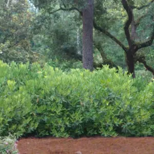 Illicium parviflorum<span> - </span> Ocala Anise (B&B.DR.H.OP.RR)