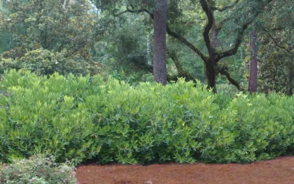 Illicium parviflorum<span> - </span> Ocala Anise (B&B.DR.H.OP.RR)