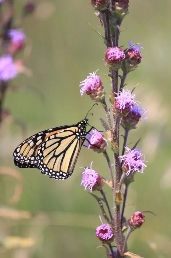 Liatris aspera<span> - Rough Blazing Star </span>(B&B.DR.DRGHT.H.HMR.MTH.NB.OP.SHWY)