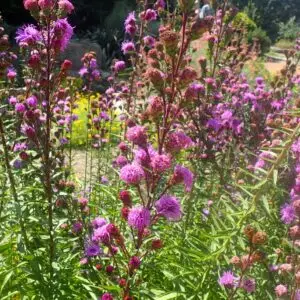 Liatris scariosa<span> - Large Blazing Star </span>(B&B.DR.DRGHT.H.HMR.MTH.NB.OP.SHWY)