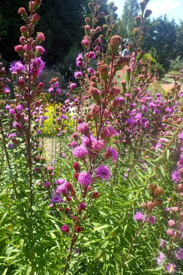 Liatris scariosa<span> - Large Blazing Star </span>(B&B.DR.DRGHT.H.HMR.MTH.NB.OP.SHWY)