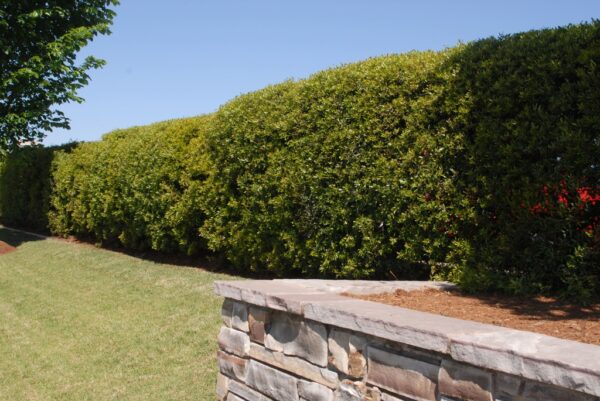 Myrica cerifera<span> - </span>Wax Myrtle (B&B.DR.DRGHT.EVR.FRG.H.M.MTH.OP) - Image 3