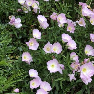 Oenothera speciosa<span> - Pink Evening Primrose </span>(B&B.DRGHT.GRD.H.M.NB.OP)