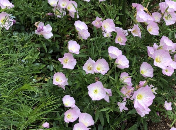 Oenothera speciosa<span> - Pink Evening Primrose </span>(B&B.DRGHT.GRD.H.M.NB.OP)