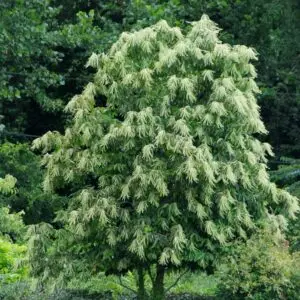 Oxydendrum arboreum<span> - </span>Sourwood (B&B.DR.DRGHT.FC.H.M.NB.OP.SHWY)