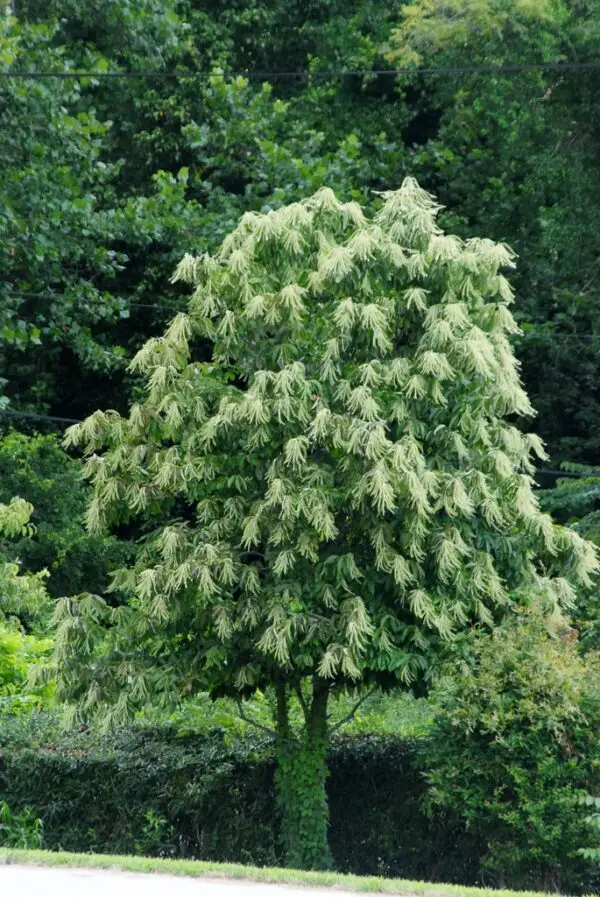Oxydendrum arboreum<span> - </span>Sourwood (B&B.DR.DRGHT.FC.H.M.NB.OP.SHWY)