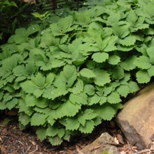 Pachysandra procumbens<span> - Allegheny Spurges </span>(B&B.DR.DRGHT.EC.EVR.FRG.GRD.H.HMR.M.MTH.NB.NST)