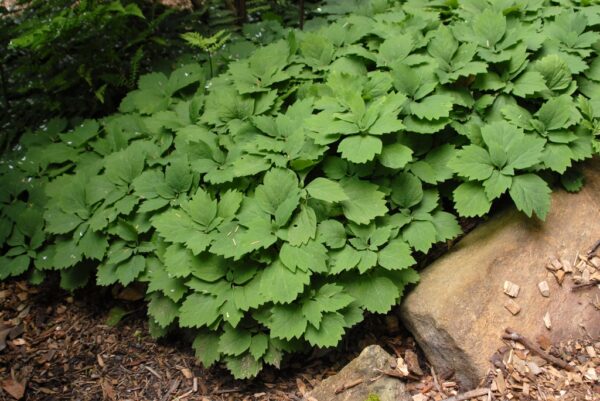 Pachysandra procumbens<span> - Allegheny Spurges </span>(B&B.DR.DRGHT.EC.EVR.FRG.GRD.H.HMR.M.MTH.NB.NST)