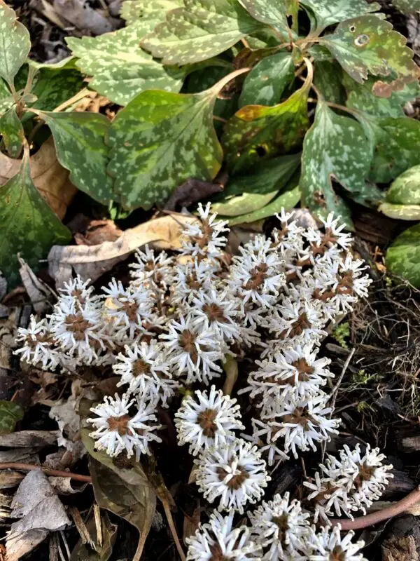 Pachysandra procumbens<span> - Allegheny Spurges </span>(B&B.DR.DRGHT.EC.EVR.FRG.GRD.H.HMR.M.MTH.NB.NST) - Image 2