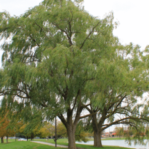 Salix nigra<span> - </span>Chickasaw Plum    (B&B.CVR.DR.DRGHT.H.M.NB.OP)