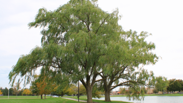 Salix nigra<span> - </span>Chickasaw Plum    (B&B.CVR.DR.DRGHT.H.M.NB.OP)